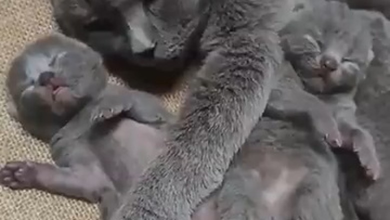 Grumpy Old Cat Meets Hyper Kitten – "I'm Too Old for This"