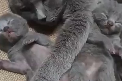 Grumpy Old Cat Meets Hyper Kitten – 