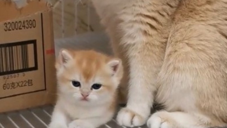 Mommy Cat and Her Adorable Kitten: Cuteness Overload!