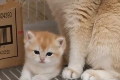 Mommy Cat and Her Adorable Kitten: Cuteness Overload!