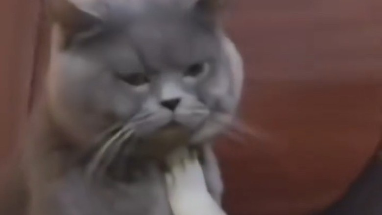 Bouncer cat says "you’re not on the list"