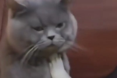 Bouncer cat says 