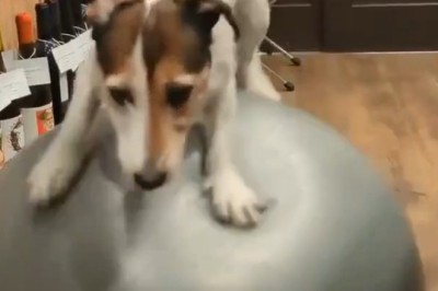 This dog thinks he’s in the circus… the ball disagrees