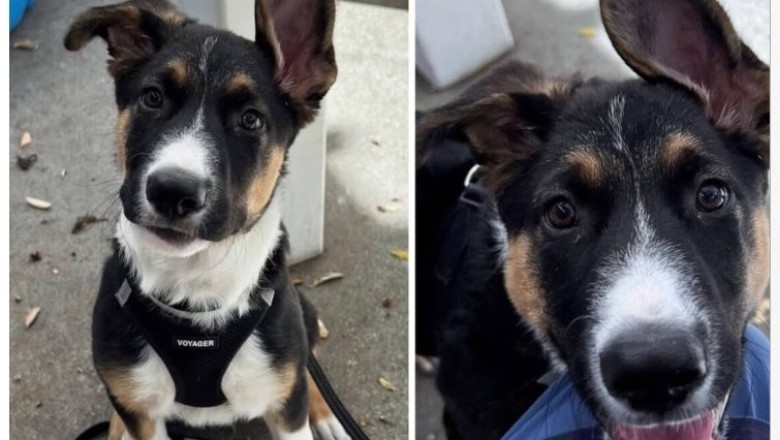 Meet Tidus: The Adorable Puppy Ready to Transform Your Life!