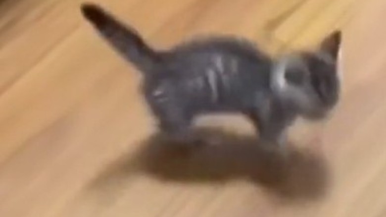 Tiny Paws, Big Moves: The Cutest Kitten Dance Party!