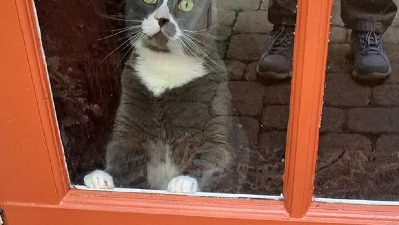 20 Heartwarming Moments That Prove Cats Are The Ultimate Stress Relievers!