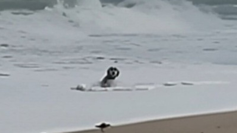 Hilarious Reaction: Dog Encounters the Sea for the First Time!