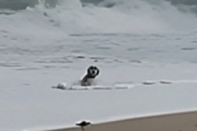 Hilarious Reaction: Dog Encounters the Sea for the First Time!