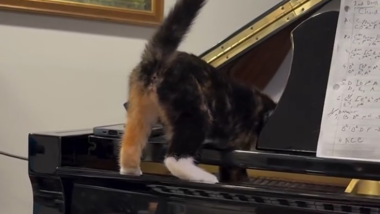 This Cat Didn’t Just Play the Piano—He Judged It First