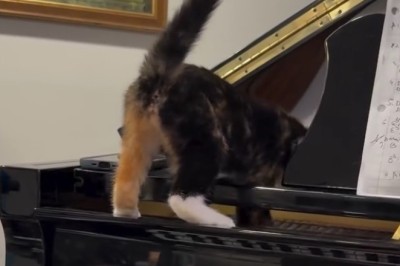 This Cat Didn’t Just Play the Piano—He Judged It First