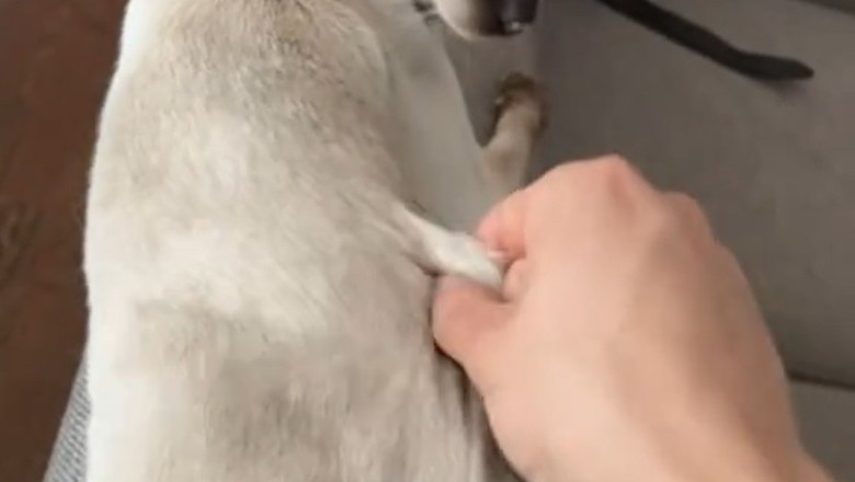 This Cat Won the War — And the Dog Didn’t Even See It Coming