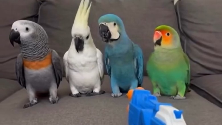 This Parrot Deserves an Oscar (But He’ll Settle for a Sunflower Seed) 🎬🦜
