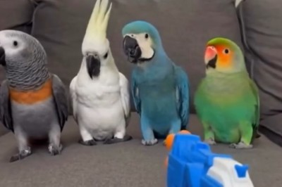 This Parrot Deserves an Oscar (But He’ll Settle for a Sunflower Seed) 🎬🦜