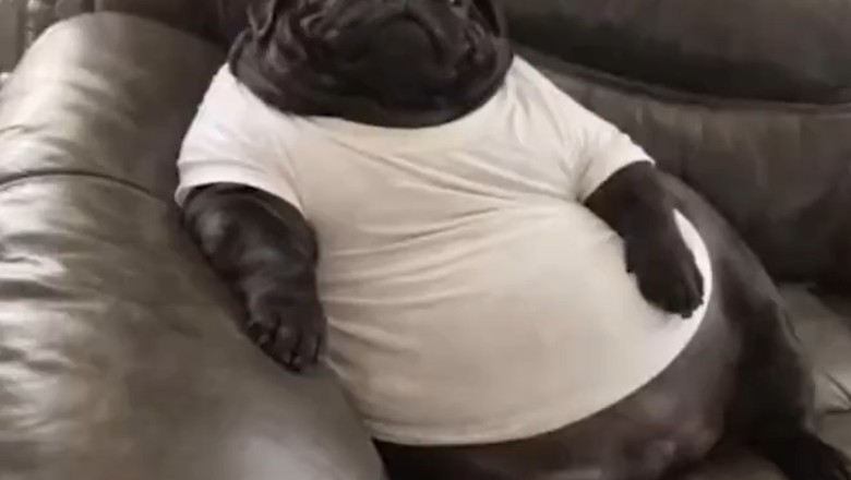This Pet Takes Better Photos Than Your Entire Family Combined