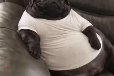 This Pet Takes Better Photos Than Your Entire Family Combined