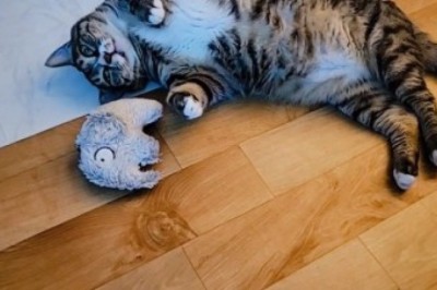 Adorable Cats Rocking Hijabs: The Cutest Fashion Show Ever!