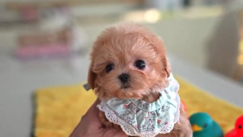 Small Dog Thinks It's a Guard Dog (Barks at Nothing)