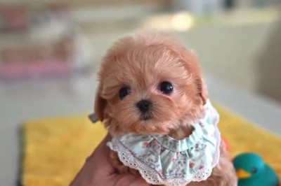 Small Dog Thinks It's a Guard Dog (Barks at Nothing)
