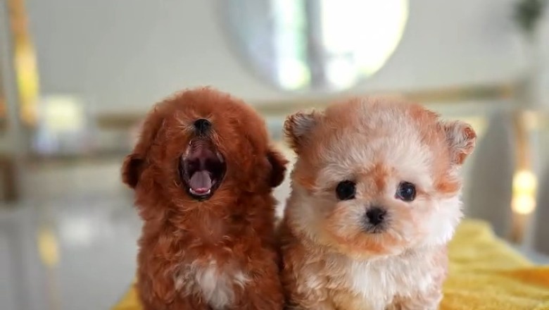 Small Dog Thinks It's a Lion