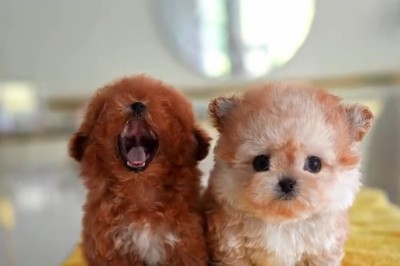 Small Dog Thinks It's a Lion
