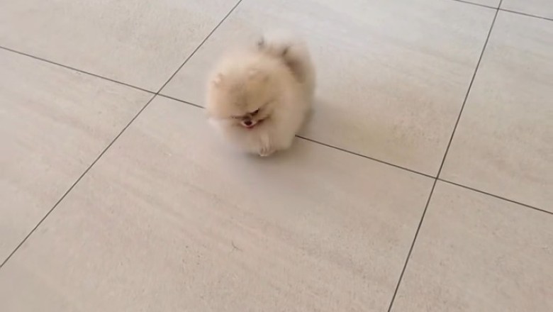 Small Dog vs. The Couch (Couch Wins)