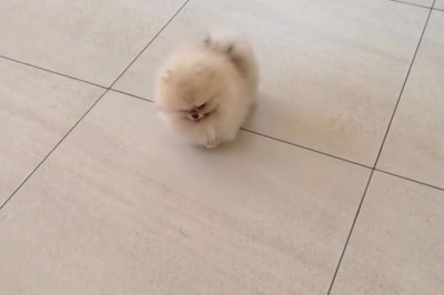 Small Dog vs. The Couch (Couch Wins)