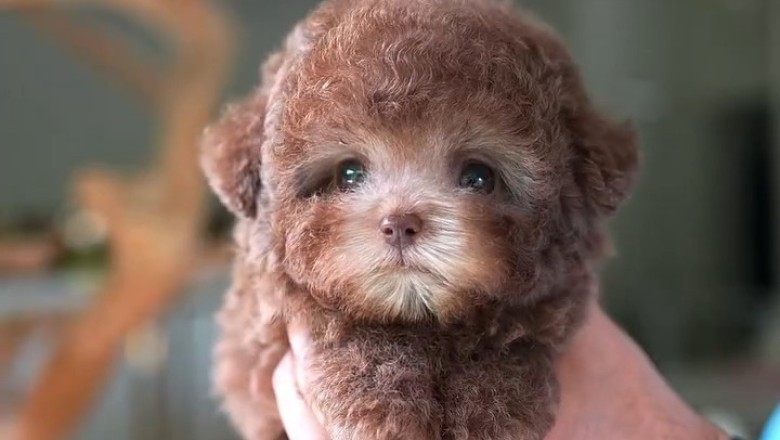 Small Dogs Think They're Big (And It's Hilarious)