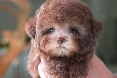 Small Dogs Think They're Big (And It's Hilarious)