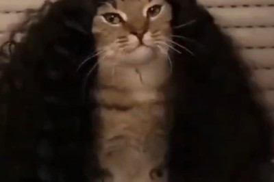 Hilarious Cat Sound Compilation