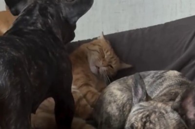 Relaxing Cats Sleeping | Adorable Feline Naps Compilation