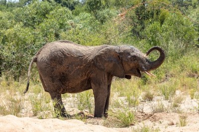 The Viral Elephant: How a Photograph from Kruger’s Dry Riverbed Captured the World’s Attention