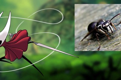 Silksong's Insect Identity: Mapping Pharloom's Cast to Real-World Bugs