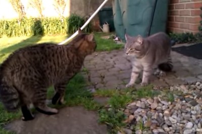 Cat Standoff: The Fluffiest Showdown Ever