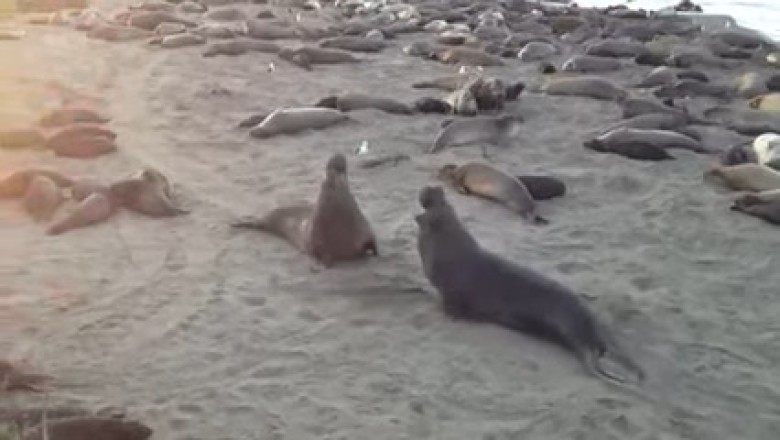 Northern Elephant Seals Throw Flipper Fists 🦭😂 | Beach Brawl!