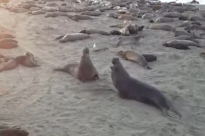 Northern Elephant Seals Throw Flipper Fists 🦭😂 | Beach Brawl!