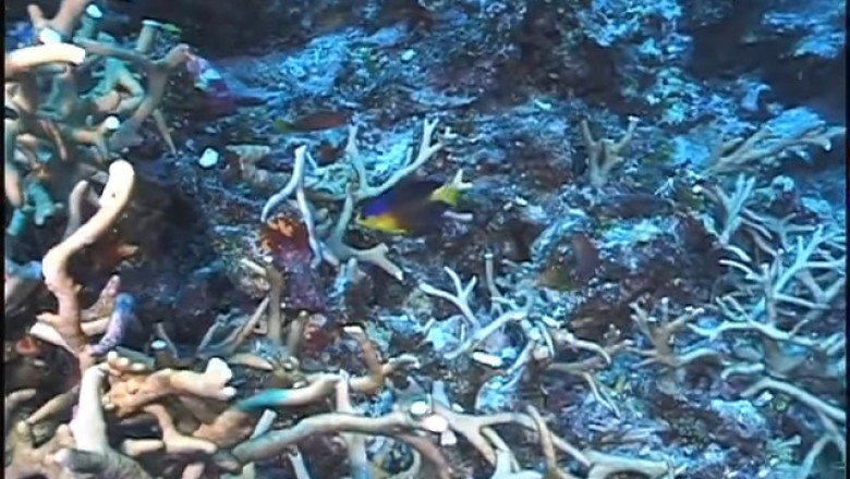 Rare Nahacky’s Angelfish at Johnston Atoll 🐠