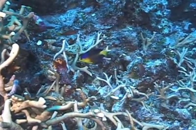 Rare Nahacky’s Angelfish at Johnston Atoll 🐠