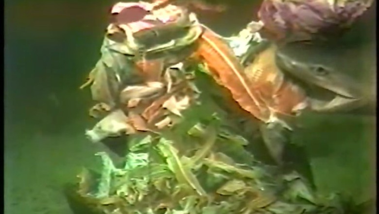 Sixgill Sharks at the Bait Station: Feeding Time in the Deep