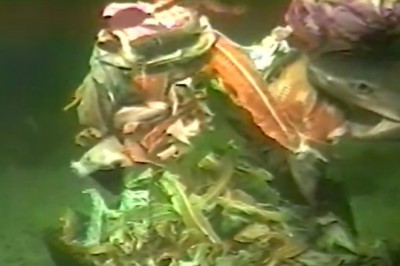 Sixgill Sharks at the Bait Station: Feeding Time in the Deep