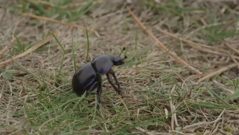 Tiny Beetle, Big Adventure