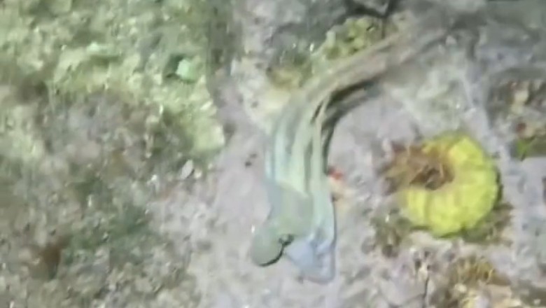 Deep-Sea Wonders, with a Cartoon Twist