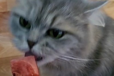 Cats Love Watermelon? Hilarious Reactions Caught on Camera!