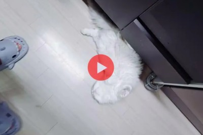 Curious Cat's Cozy Corner