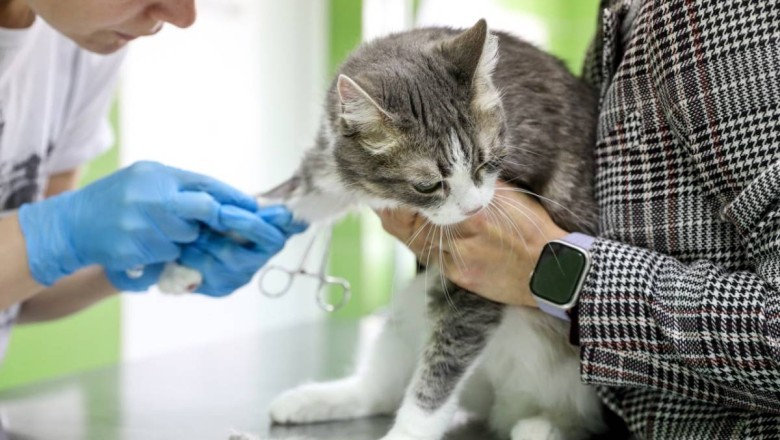 Bat Encounter Leads to Cat's Death, Near-Tragedy at Vet Clinic - Did Owners Know?