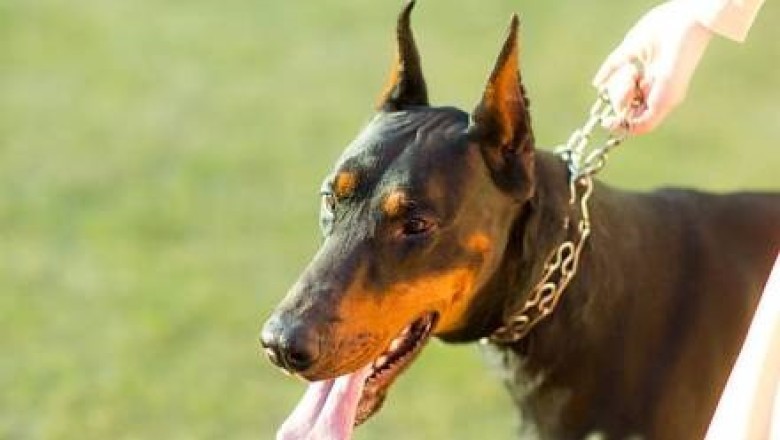 Unmuzzled Rottweiler Attacks Man in Elevator — Owner Fined and Ordered to Pay Thousands